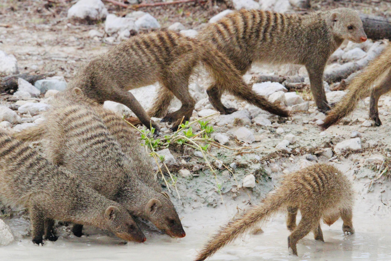 Windhoek: 3-Day Guided Safari in Etosha with Lodge