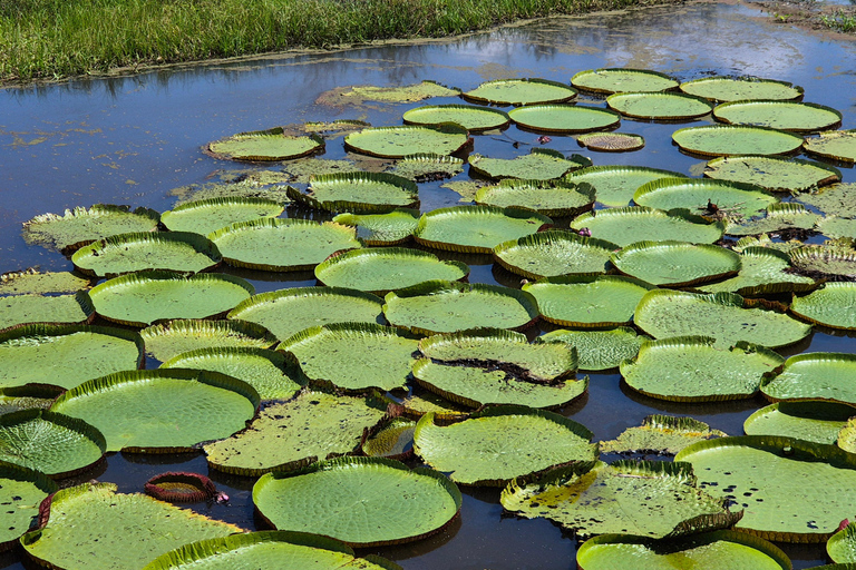 Manaus: Private Amazon Sunset and Night Tour by Speedboat