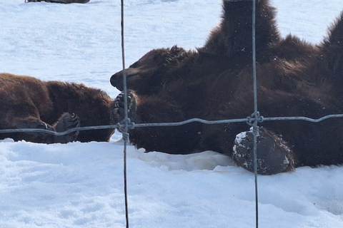 Full-day Tour in Turnagain