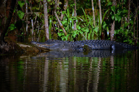 Excursion nocturne à la recherche d&#039;alligators