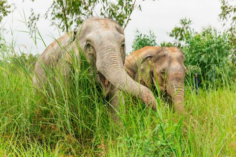 Depuis Bangkok : sanctuaire d'éléphants éthique à Pattaya