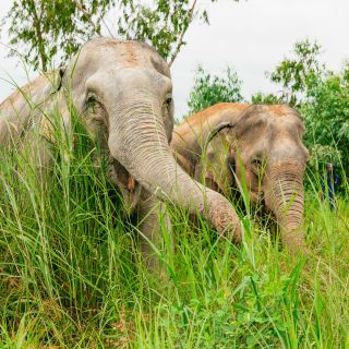 Da Bangkok: escursione al santuario degli elefanti a Pattaya