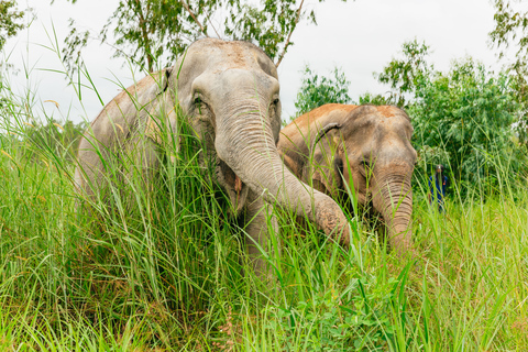 Depuis Bangkok : sanctuaire d'éléphants éthique à PattayaExcursion avec transfert privé