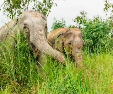 From Bangkok: Pattaya Ethical Elephant Sanctuary Day Trip