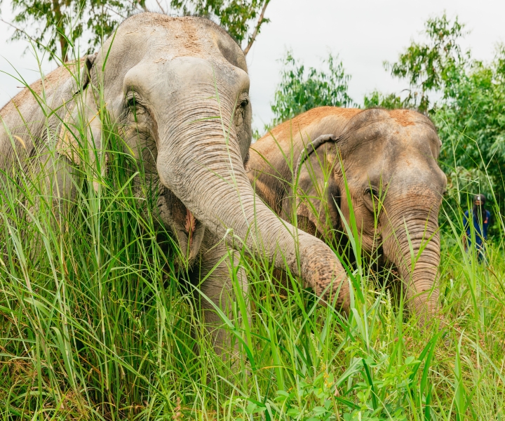 From Bangkok: Pattaya Ethical Elephant Sanctuary Day Trip