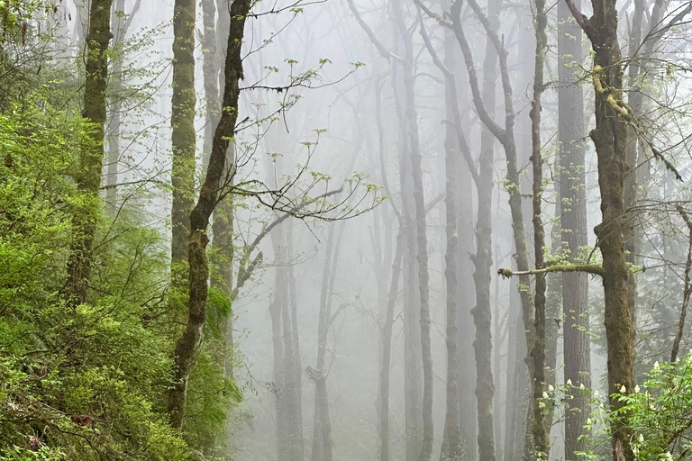 Portland: Forest Park Bike or E-Bike Tour Medium Carbon Gravel Bike (5'7"-5'11" or 170-181cm)