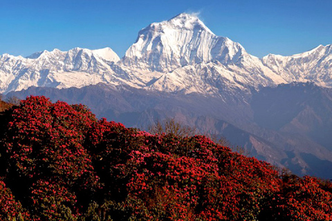 De Pokhara: Caminhada de 6 dias em Poon Hill via Hot-SpringDe Pokhara: Poon Hill de 6 dias via Hot-Spring Trek