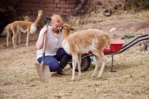 Cusco: Alpaca en Llama boerderij tour met transfer &amp; weefdemonstratie