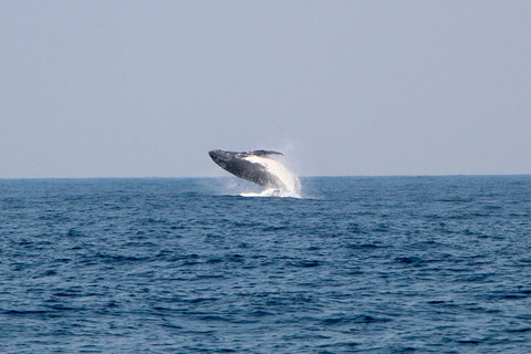 Whale Watching Maputo