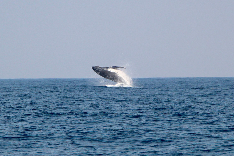 Whale Watching Maputo