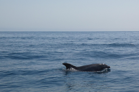 Sesimbra: Tour in barca per l&#039;osservazione dei delfini di Arrábida con biologoSesimbra: Tour in barca con biologo per l&#039;osservazione dei delfini di Arrábida