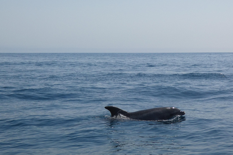 Dolphin Watching in Arrábida Natural Park