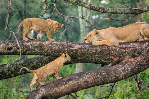 أروشا: رحلة سفاري لمدة 4 أيام في نجورونجورو وتارانجير وسيرينجيتي
