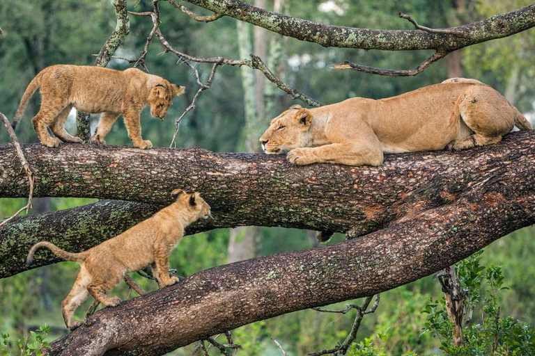 أروشا: رحلة سفاري لمدة 4 أيام في نجورونجورو وتارانجير وسيرينجيتي