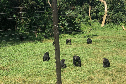 Kampala/Entebbe: Ngamba Island Chimps Sanctuary Tour