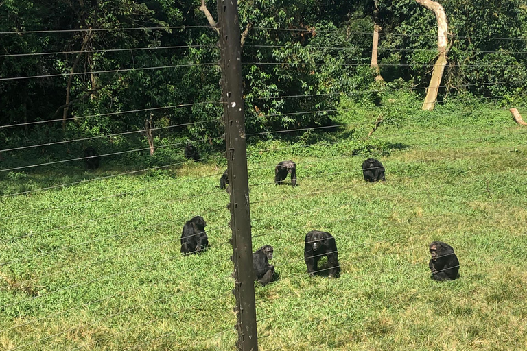 Kampala/Entebbe: Ngamba Island Chimps Sanctuary Tour