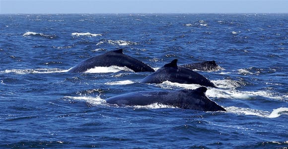 Dolphins & Whales