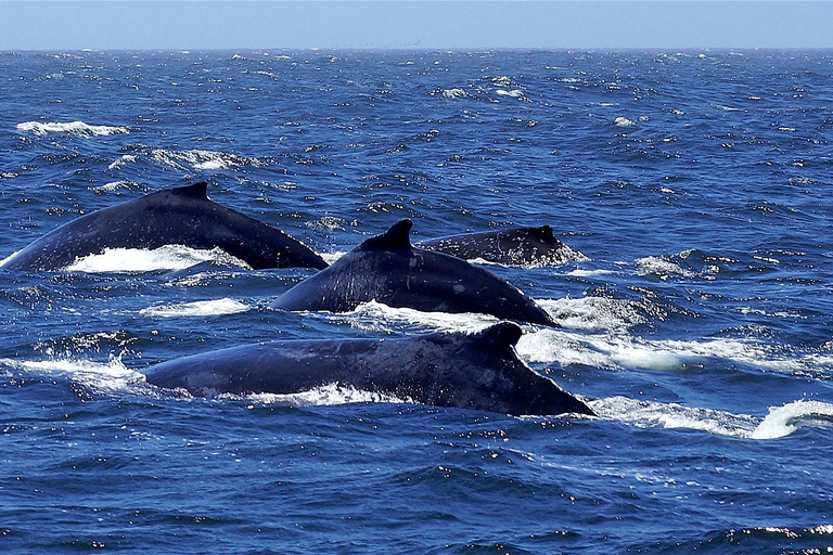 Tout en un - Dauphins, baleines, plongée en apnée et déjeuner à bord