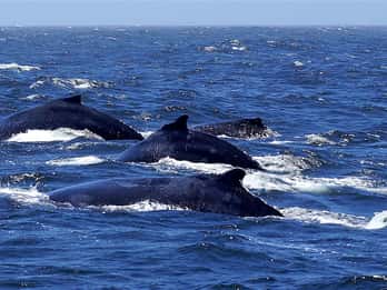Todo en uno- Delfines, ballenas, snorkel y almuerzo a bordo