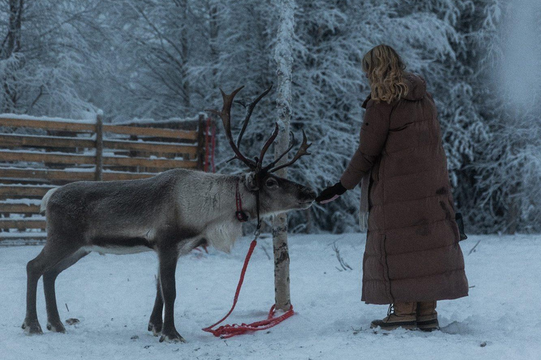 Rovaniemi: Snowmobile Safari & Reindeer Encounter