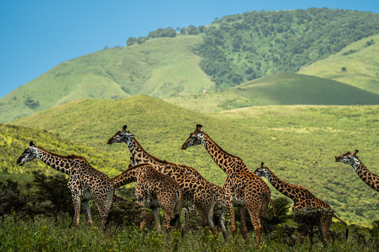 Sansibar: 4-tägige Safari-Reise zum atemberaubenden NatronseeAtemberaubende Lake Natron Safari Reise - Komfortable Unterkunft