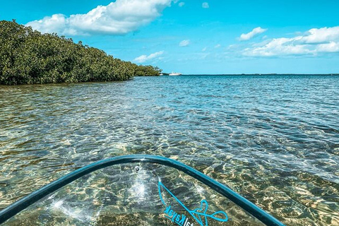 Key West Area: Guided Clear Kayak Eco-Tour