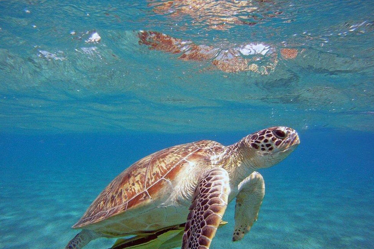 Tour di mezza giornata di pesca in mare da AlanyaTrasferimento dalla zona ovest di Alanya