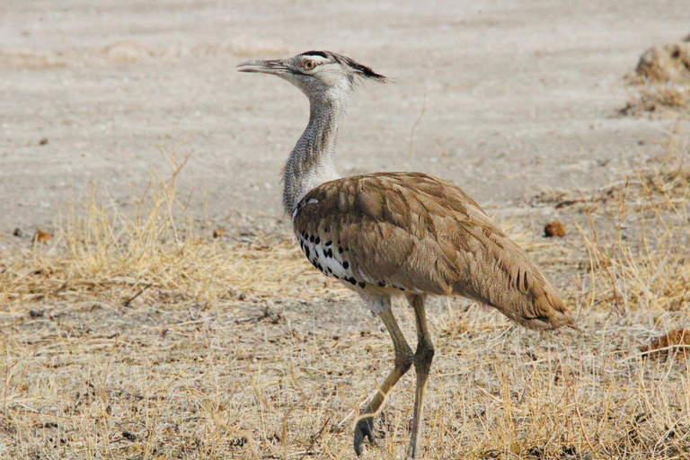 Windhoek: 3-Day Guided Safari in Etosha with Lodge