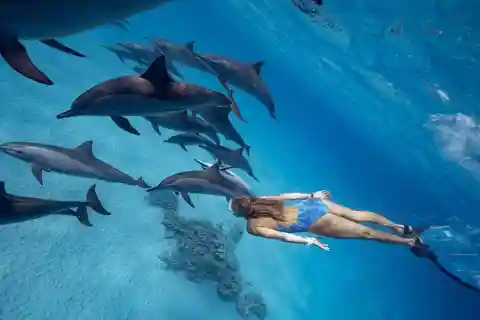 Hurghada : Tour en bateau d'observation des dauphins avec plongée en apnée et déjeuner.