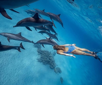 Hurghada: Dolphin Watching Boat Tour with Snorkeling & Lunch
