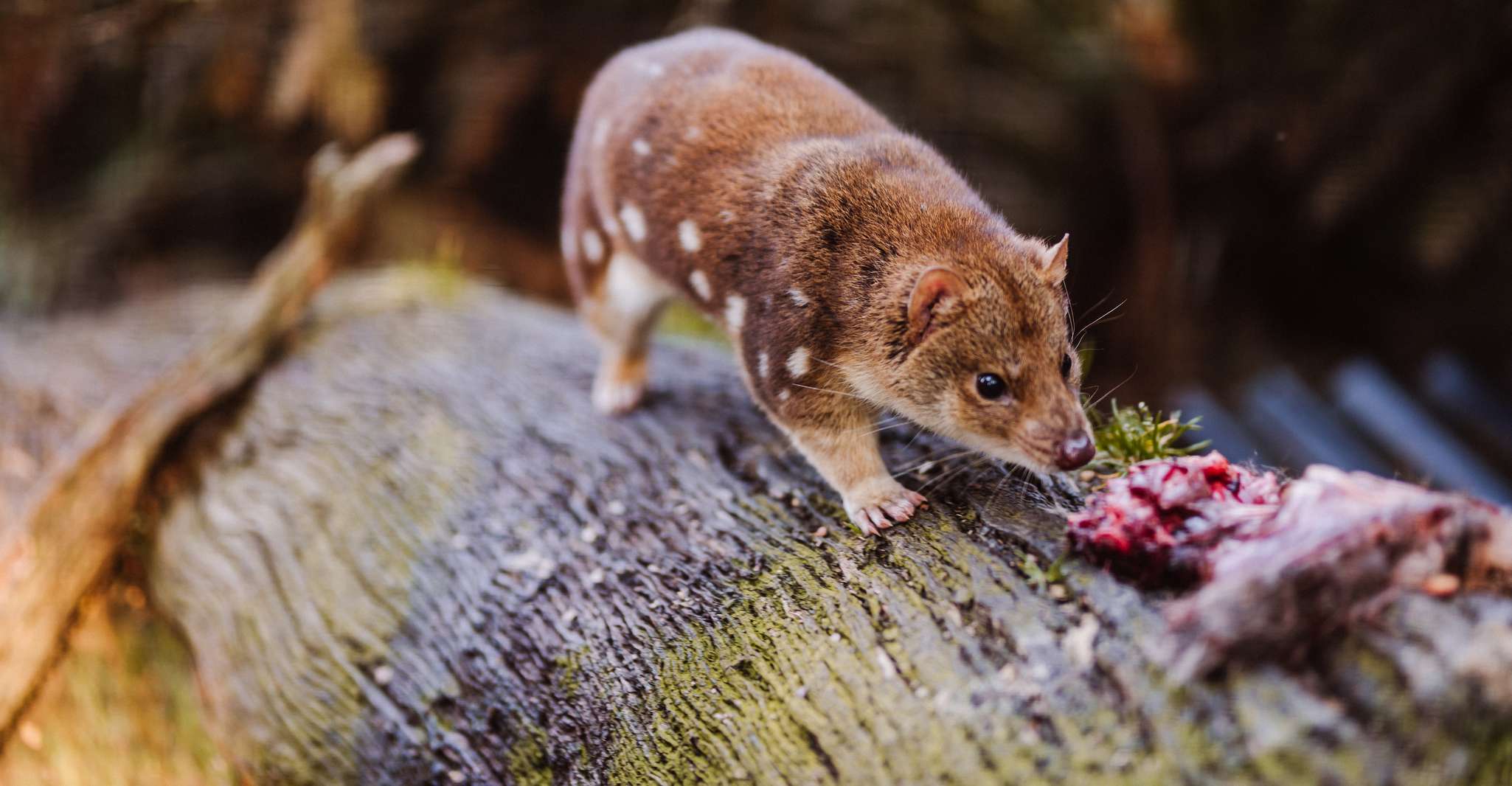 Cradle Mountain, después del oscuro Tasmanian Devil Feeding Tour - Housity