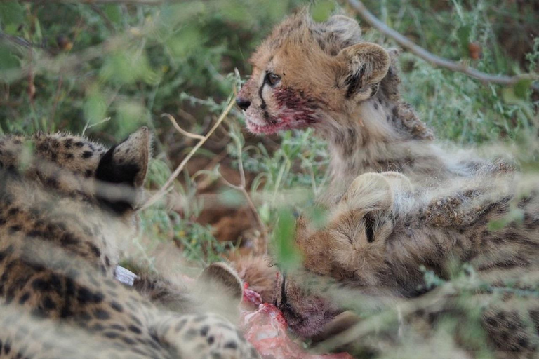 Nairobi: 3-Day Samburu National Reserve Safari Tour