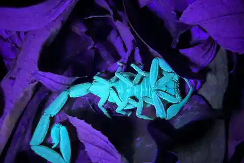 Night Walk: wild life expedition