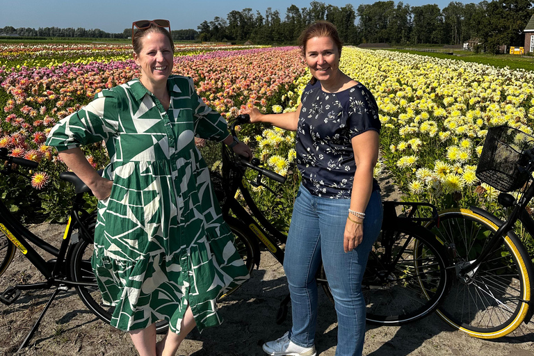 Bollenstreek: Dahlia&#039;s Fietstocht