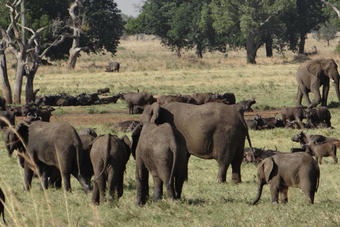 Uganda: 18 dias de férias de sonho a partir do Ruanda