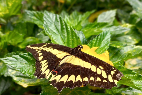 Boquete Butterfly House: Panama's Largest Butterfly Exhibit