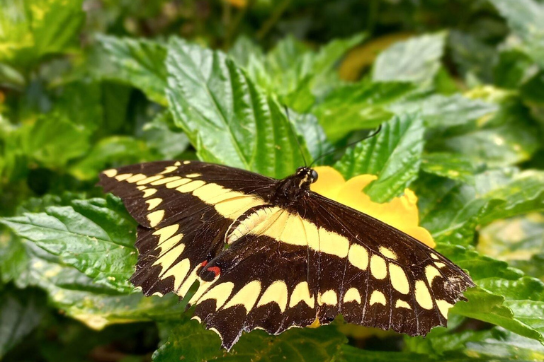 Boquete Butterfly House: Panama's Largest Butterfly Exhibit