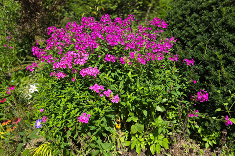 From Seoul: Garden of Morning Calm Day Tour by train