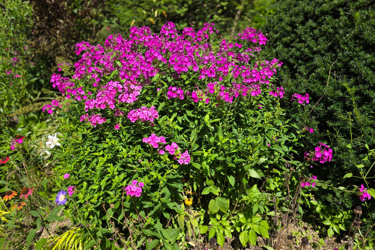 From Seoul: Garden of Morning Calm Day Tour by train