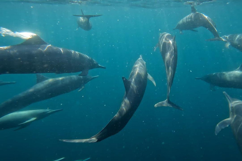 Puerto Escondido: The Best Dolphin Watching Adventure PUERTO ESCONDIDO BEST DOLPHIN WATCHING ADVENTURE