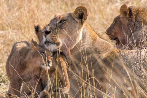 Victoria Falls: 7-Day Chobe & Hwange Safari Tour