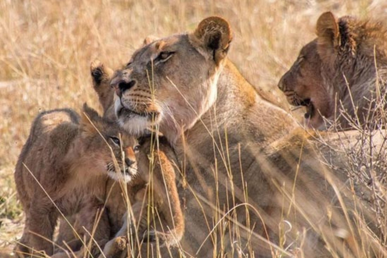 Victoria Falls: 7-Day Chobe & Hwange Safari Tour