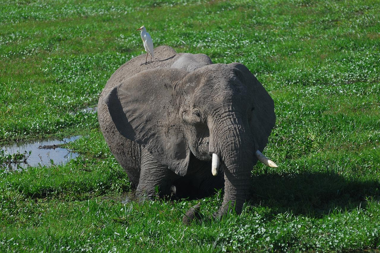 Övernattning i grupp på safari till Amboseli nationalpark(Kopia av) Gruppsafari med övernattning till Amboseli nationalpark