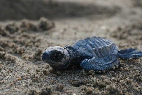 Puerto Escondido: Unforgettable Turtle Release Experience