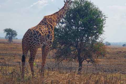 BÄSTA DAGSUTFLYKT SAFARI FRÅN ZANZIBAR TILL MIKUMI PARK MED FLYG