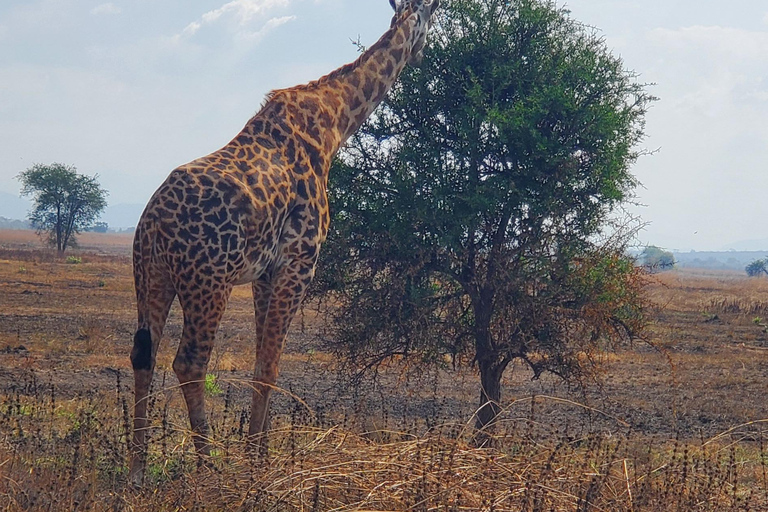 BÄSTA DAGSUTFLYKT SAFARI FRÅN ZANZIBAR TILL MIKUMI PARK MED FLYG