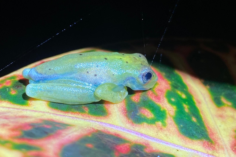 Manuel Antonio: Night tour with a naturalist guide.