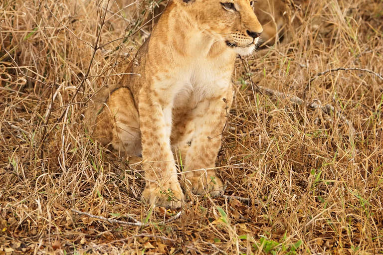 1-tägige private Safari zum Lake Manyara National Park