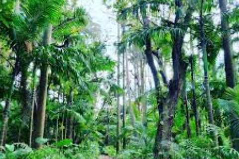 Mauricio: Excursión en Jeep por el Sur de Mauricio