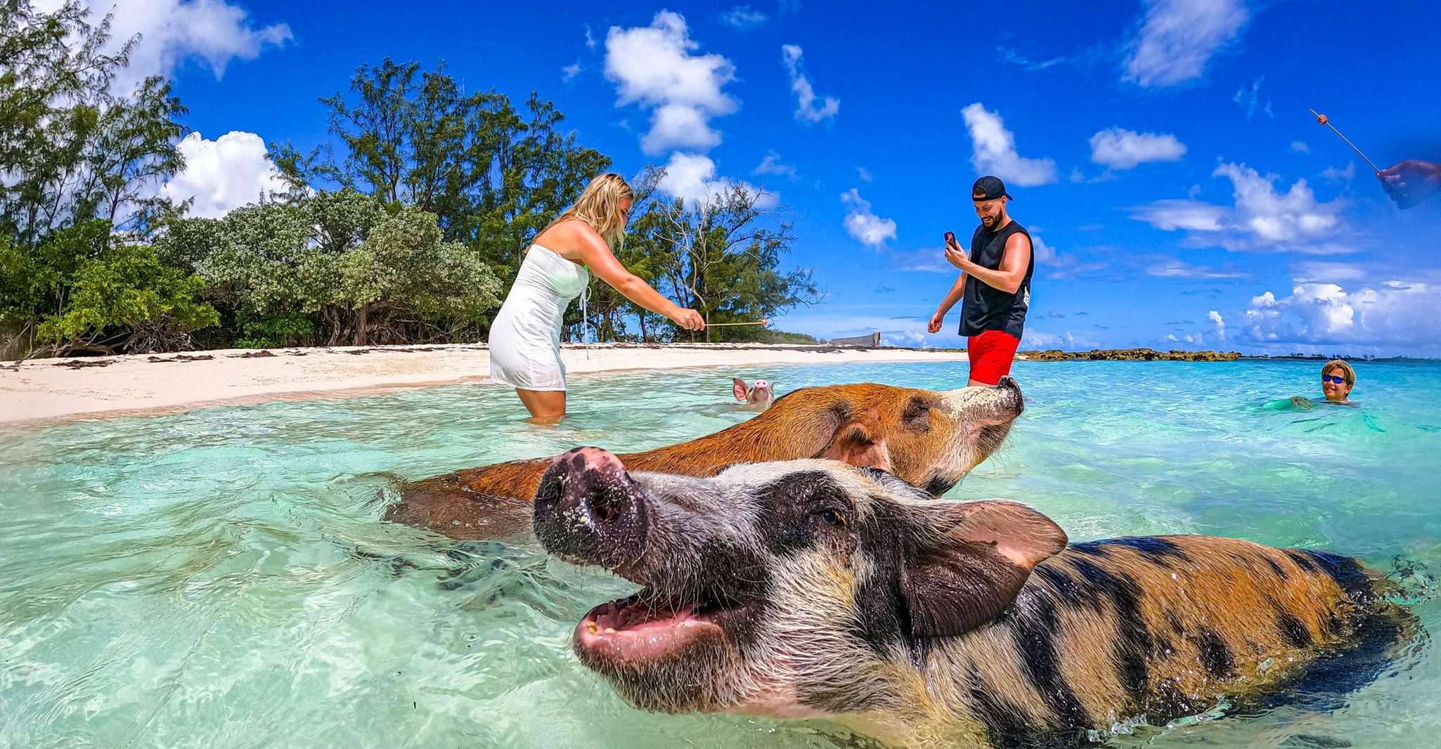 Nassau, Swimming Pigs Speedboat Water Taxi with Drinks - Housity